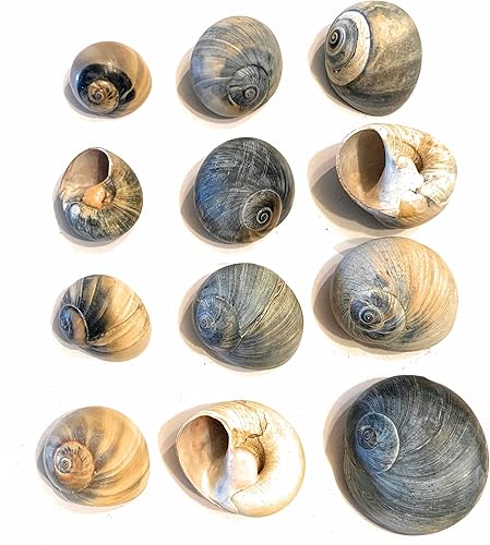 Miniatura 2 de 12 conchas cambiantes de cangrejo ermitaño, pequeñas a grandes, conchas coloridas de luna de burbujas