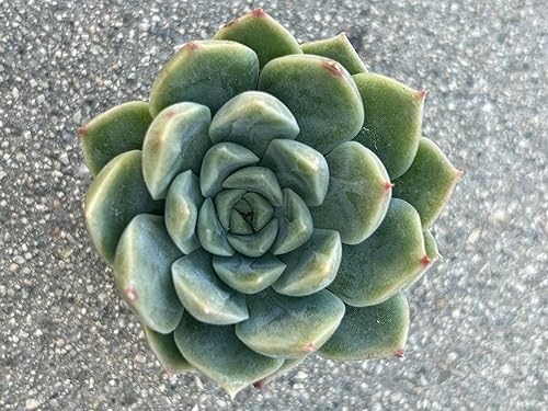 Echeveria Pixie Bunny - Planta suculenta viva, verde con puntas rosas, maceta de 2 pulgadas, regalo decorativo para oficina en casa