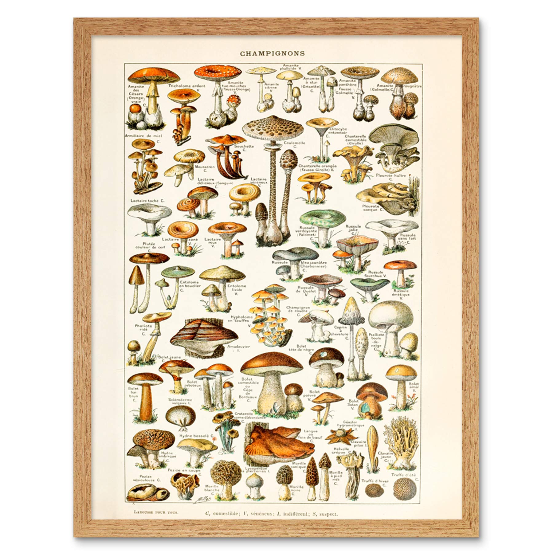 Artery8 Millot 19Th Century Mushrooms Encyclopedia Page Art Print Framed Poster Wall Decor 12X16 Inch