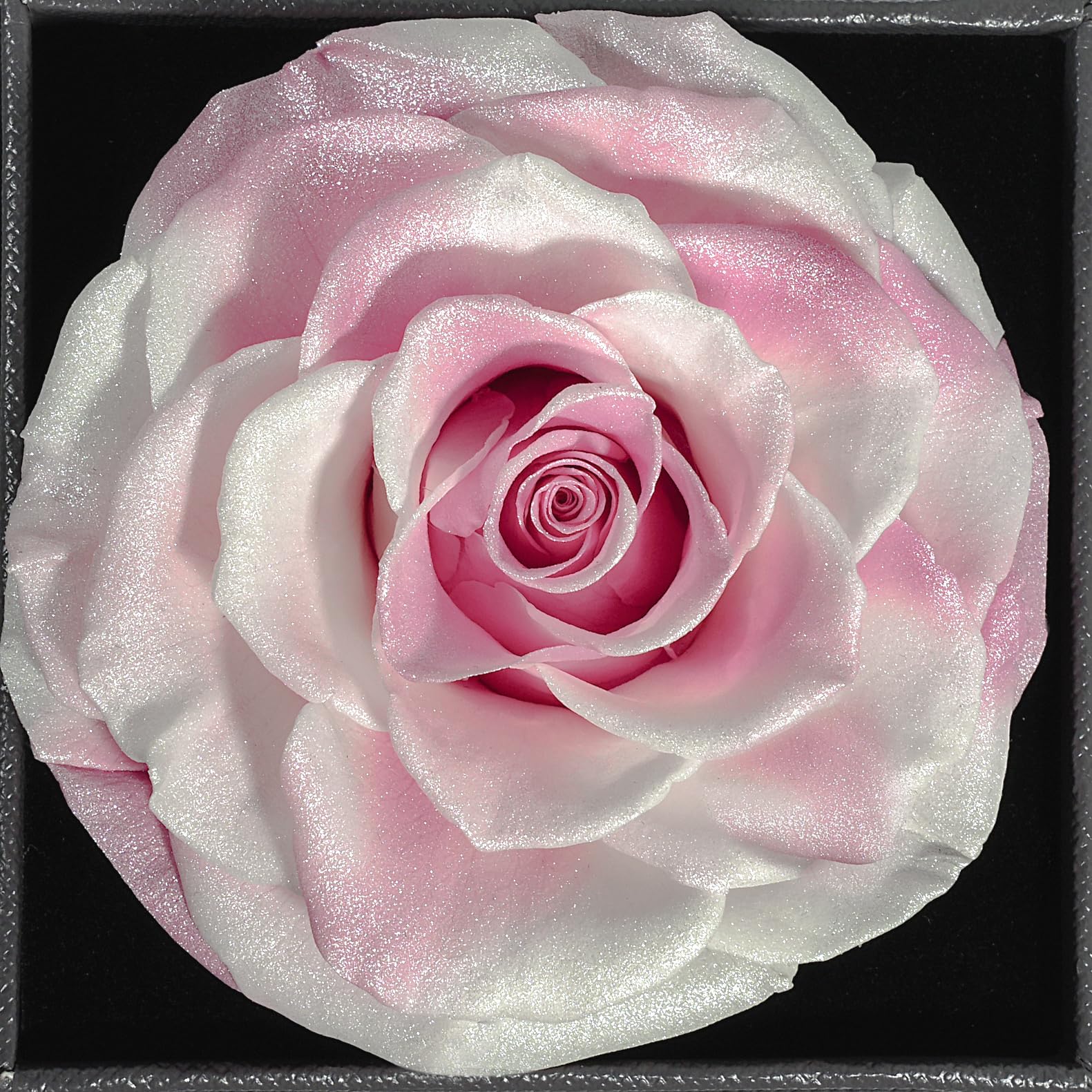Miofula Rosa Stabilizzata Regalo Donna, Rosa Eterna con Collana Donna Argento Orecchini Regali Mamma Compleanno Festa della Mamma, Fiori Scatola Regalo San Valentino Anniversario per Lei Fidanzata