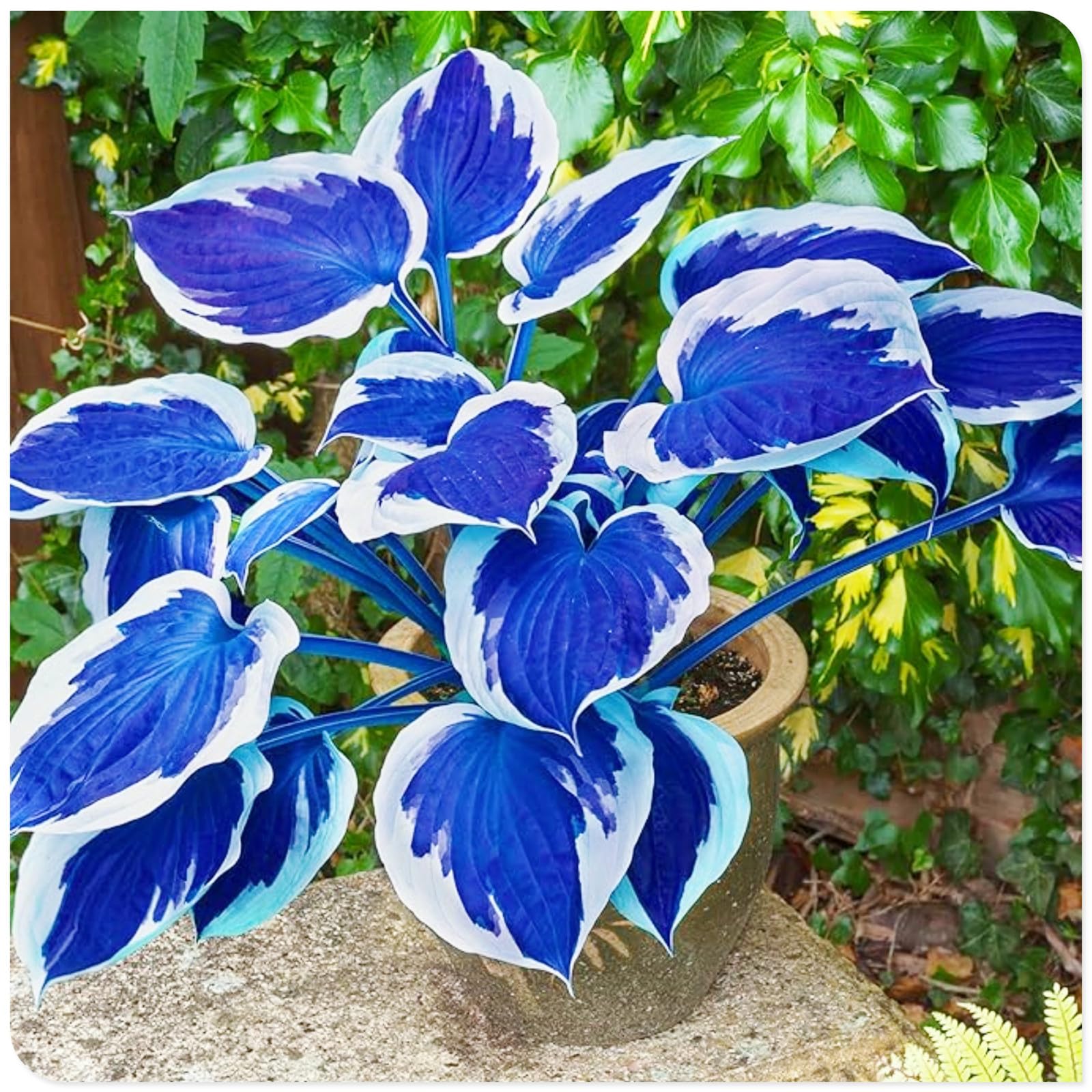 Hosta Bulbs Fall Planting UK/Ornamental/Potted/Plants/Rhizome/Resistant/Bedding/Gorgeous/Hosta plant-H-15 Bulbs