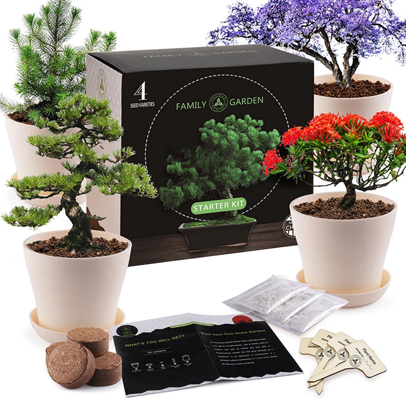 Kit de culture d'herbes de bonsaï, kit de plantation de plantes d'herbe intérieure, kit de croissance du jardinage novice, kit de démarrage en croissance de plante intérieure, DIY Kit de culture de cu