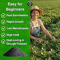 Vista 5 de Más de 3000 semillas de verdolaga verde para plantar, semillas no transgénicas - Crecimiento rápido, sabor auténtico - Alto rendimiento, reliquia