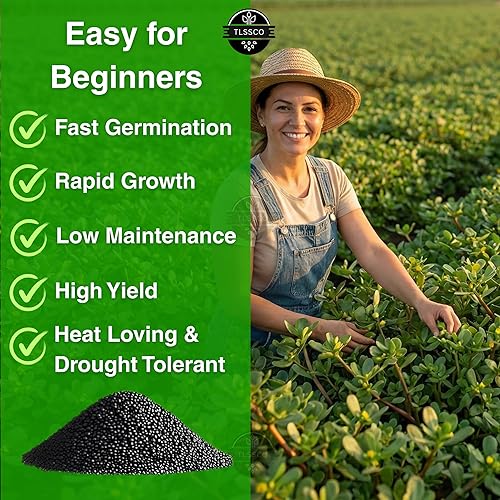 Miniatura 5 de Más de 3000 semillas de verdolaga verde para plantar, semillas no transgénicas - Crecimiento rápido, sabor auténtico - Alto rendimiento, reliquia