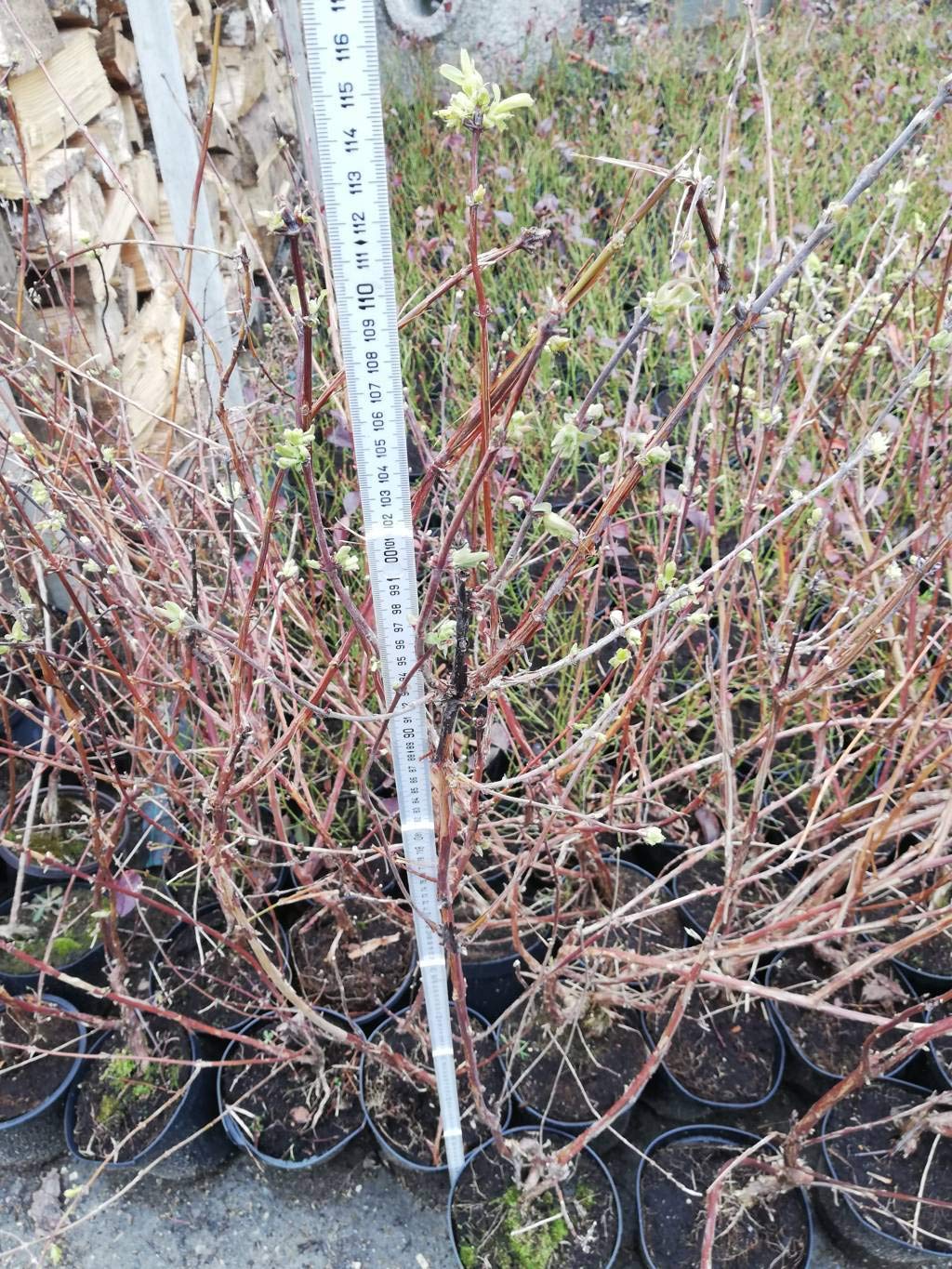 3 X MIRTILLO SIBERIANO LONICERA KAMTSCHATICA PIANTE DI 2 ANNI 30-40 CM
