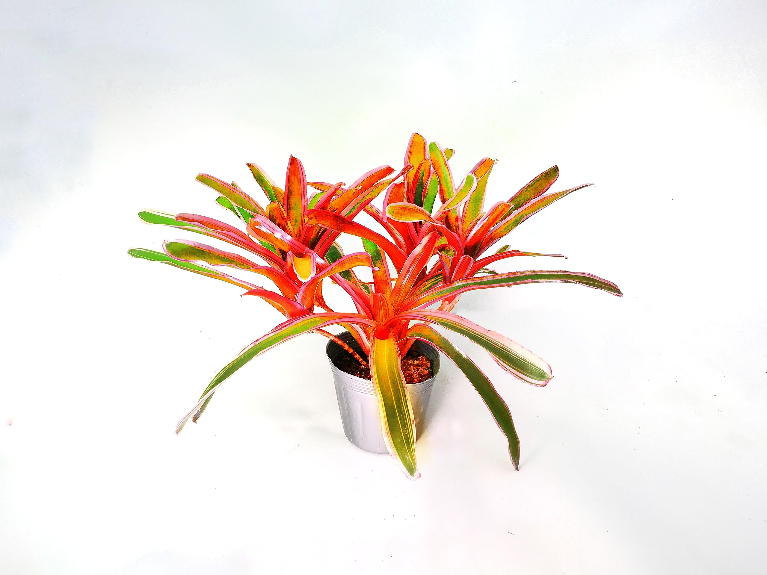 Amazon｜ネオレゲリア『ファイヤーボール』斑入り10.5cmポット（受け皿