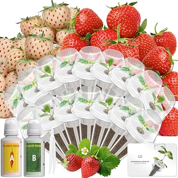 LYKOCLEAN Herb Seed Pod Kit Compatible with AeroGarden Hydroponics Growing System, Complete Indoor Gardening Supply Strawberry, 16-pods