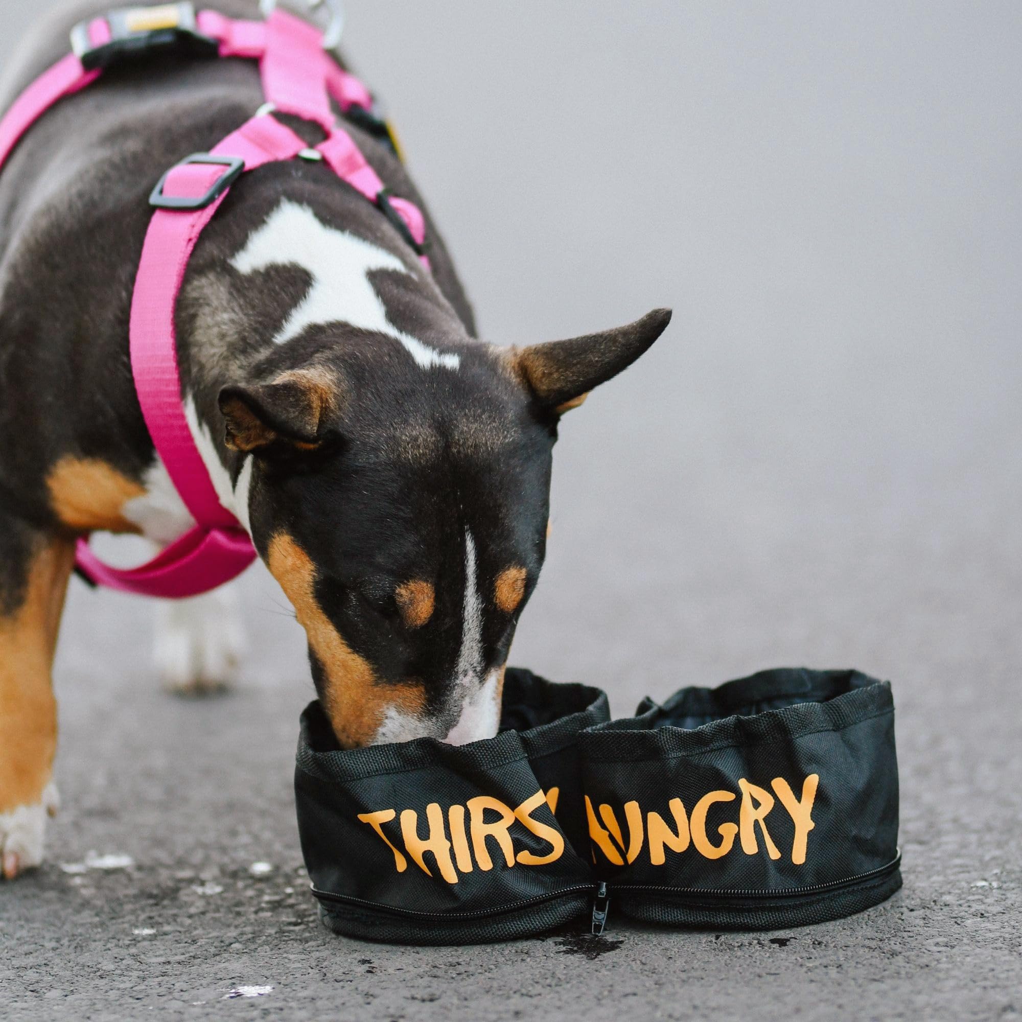 DINGO 2 Twin Dog Travel Bowls with a Metal Carabiners, Foldable into the Kindney Shape - Image 2