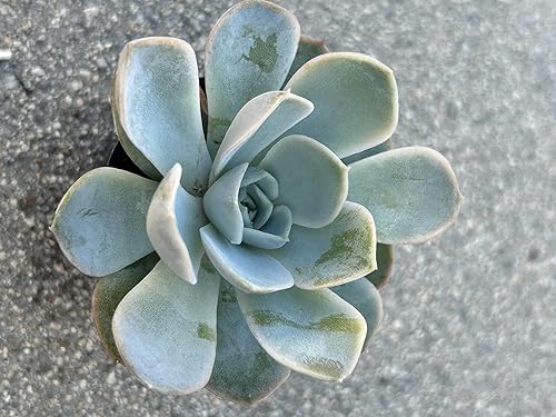 Miniatura 5 de Echeveria Joselrin Live Succulent Plant, 2 Inch Potted, Fully Rooted with Soil, Blue Green Rosette, Home and Office Decor