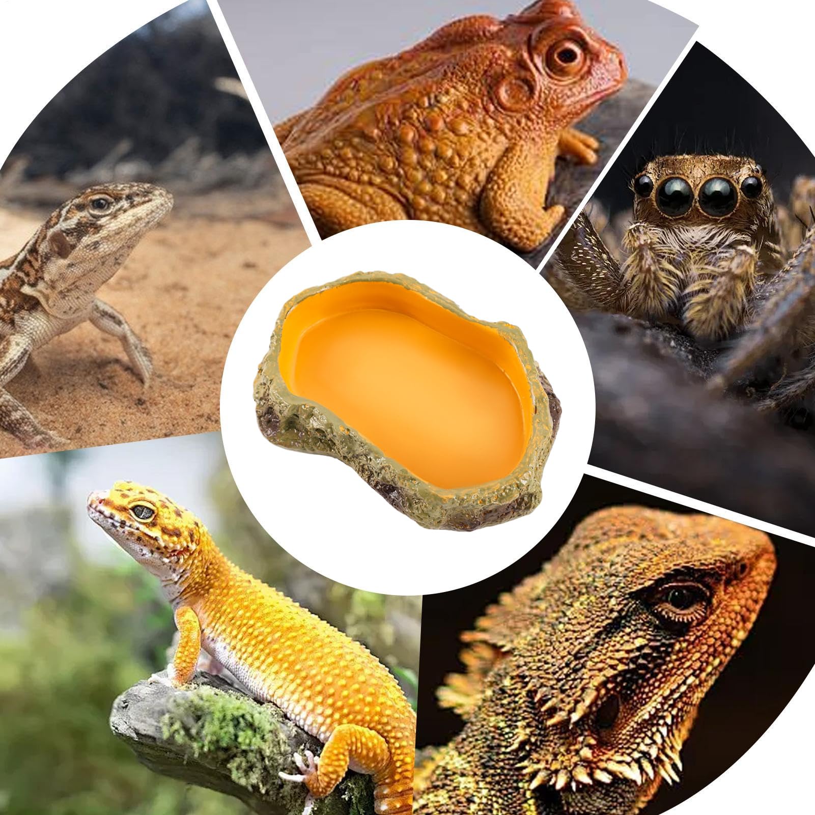 Rettili Mangiatoia Sicura Multifunzione Per Piccoli Animali | Vasca Reptile Ciotole, Vasca E Vassoio Per Drago Barbuto, , Tartaruga, Rana E Vasca Tartarughe