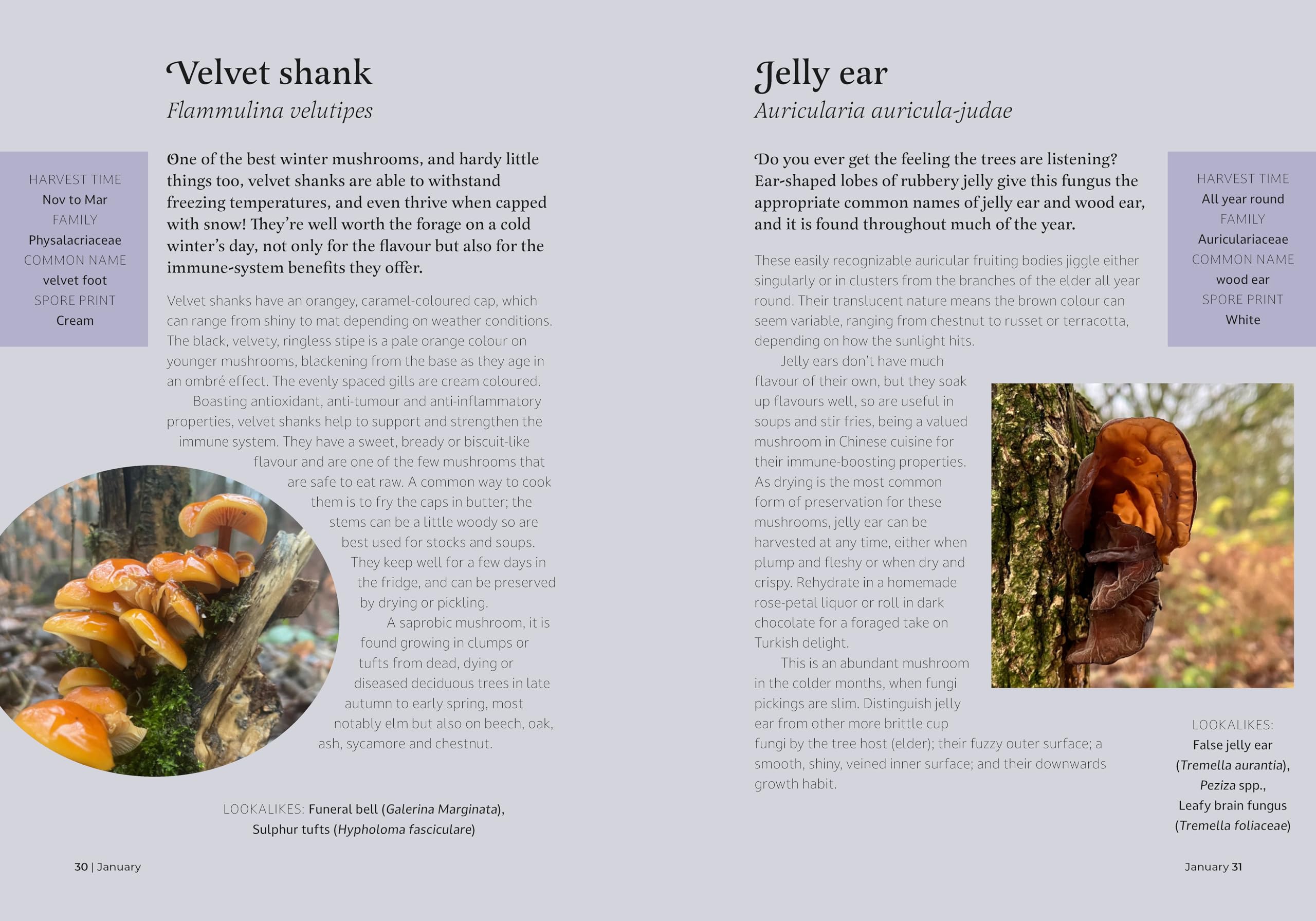 The Forager's Almanac: A year of sustainable foraging, wildcraft and recipes