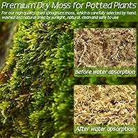 Vista 5 de ZeeDix 1.5 kg de musgo premium de turba sphagnum a granel, fibra larga seca para orquídeas, musgo de turba sphagnum para plantas