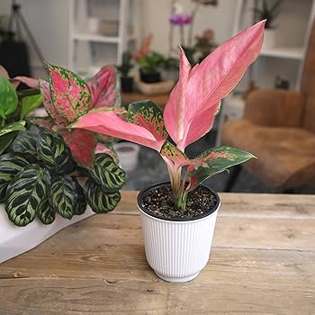 米山舞　everlasting plants Everlasting Memories Floor Basket