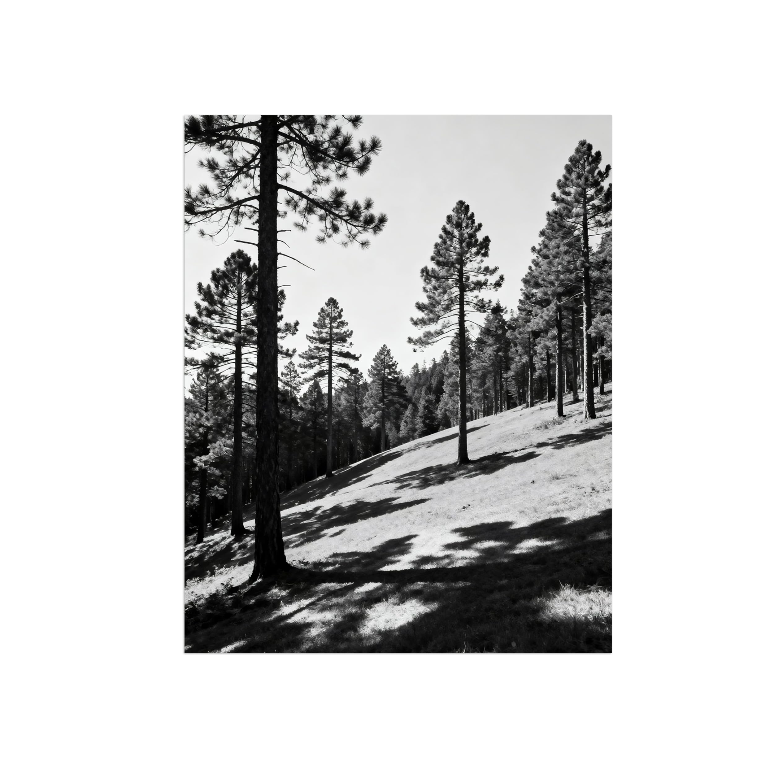 Tree Grassland Black White Landscape Wall Art Prints 50x65cm Unframed