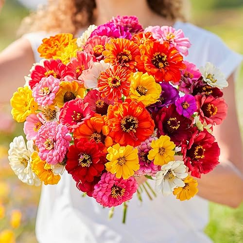 Miniatura 17 de Eden Brothers - Semillas de zinnia, cactus con flores, sin OMG, plantar en primavera, paquete, flores de bajo mantenimiento, zonas 3, 4, 5, 6, 7, 8