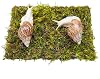 Pet Snail Climbing Wall, Great for Pet Snails That Like to Climb, Snail Terrarium Accessories