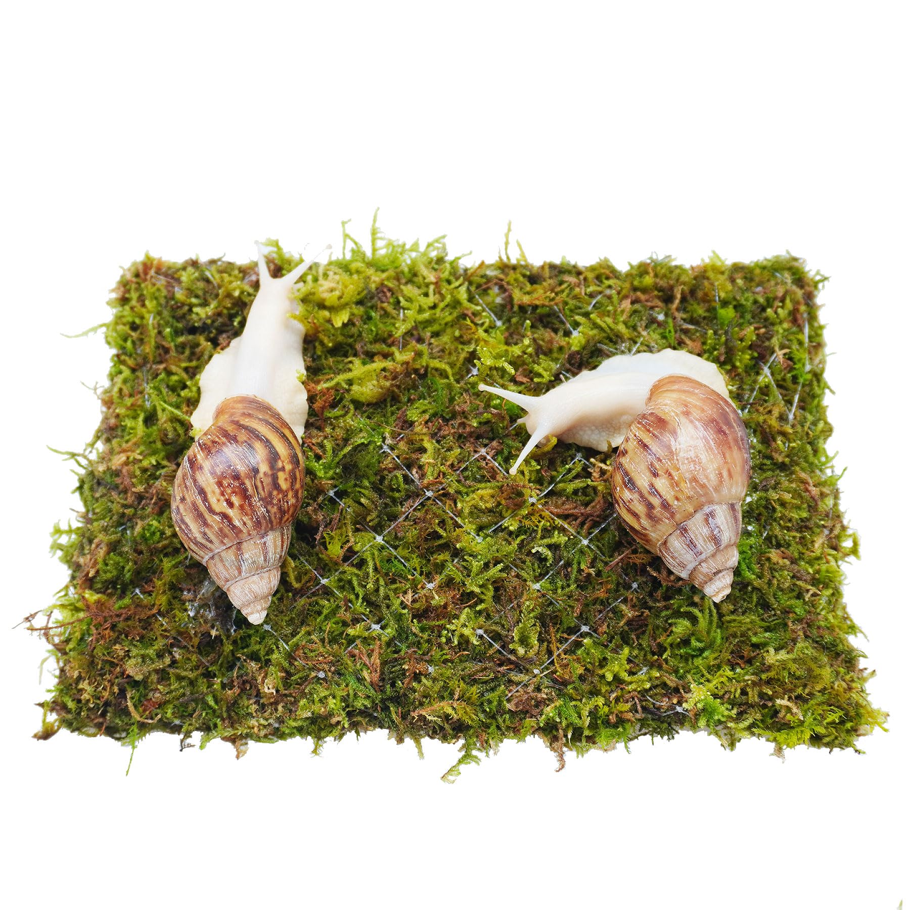 Jinymral Pet Snail Climbing Wall, Great Terrarium Accessories
