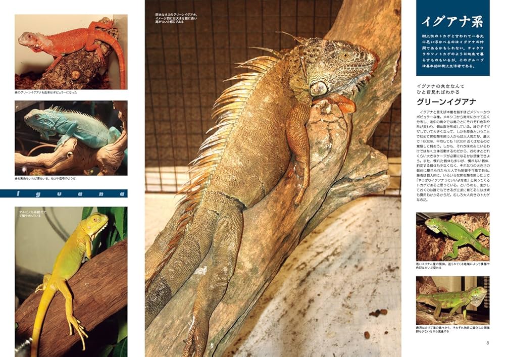 ビバリウムガイド(76) 2017年 03 月号 |本 | 通販 | Amazon