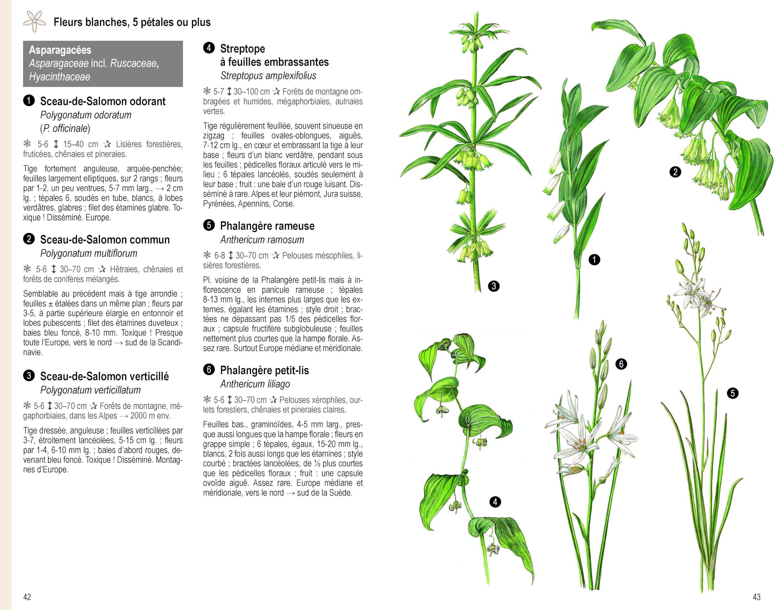 Les Plantes par la couleur: Fleurs, graminées, arbres et arbustes