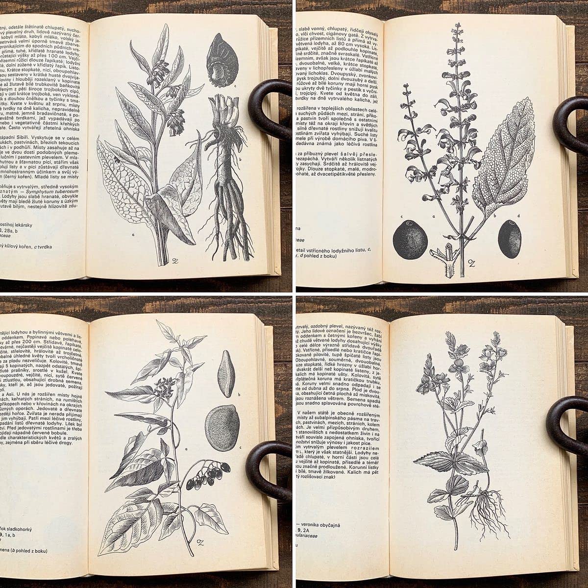 Amazon.co.jp: チェコの古い植物図鑑(ROSTLINY LUK PASTVIN VOD A