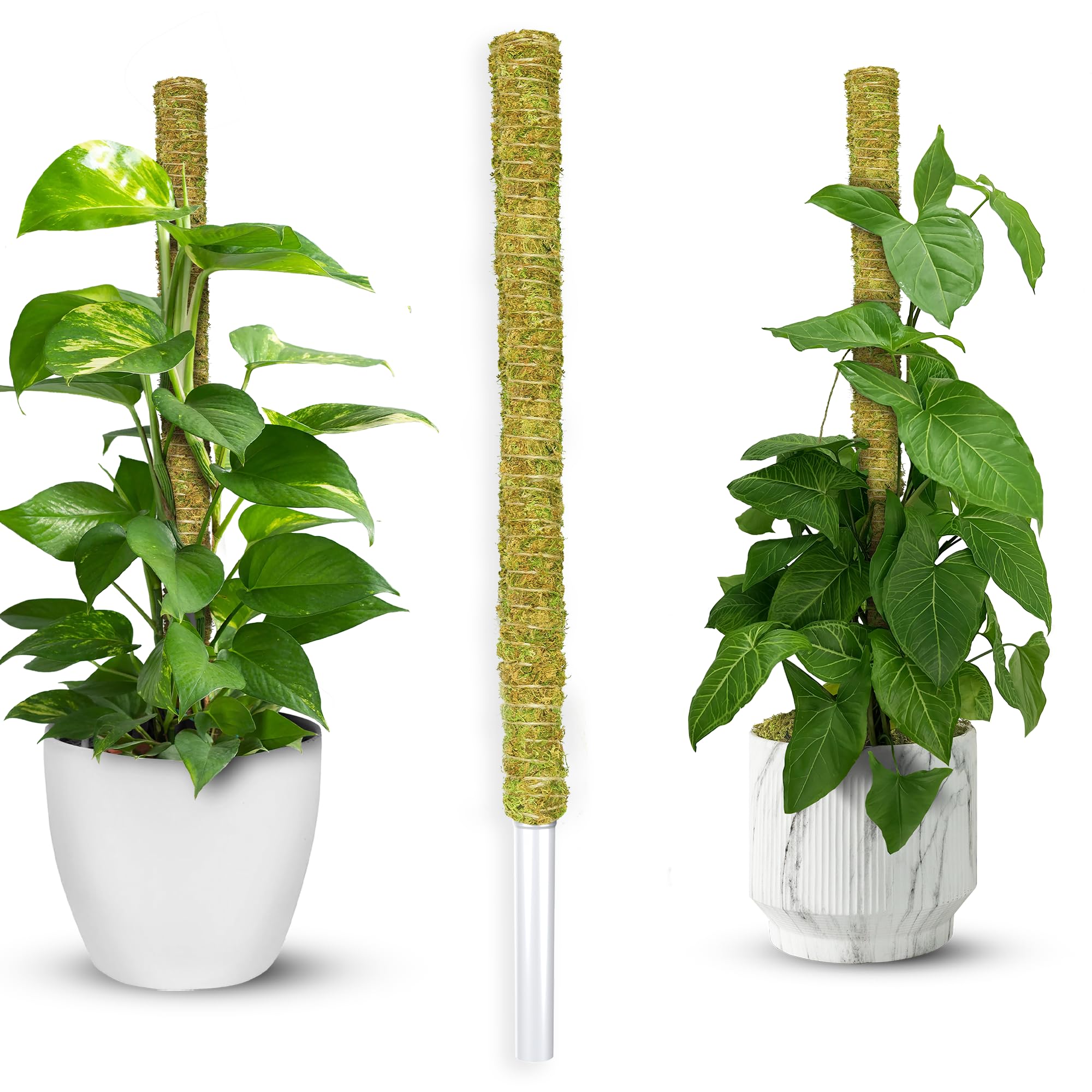 Amazon.com : DUSPRO Natural Moss Pole for Plants Monstera, Forest