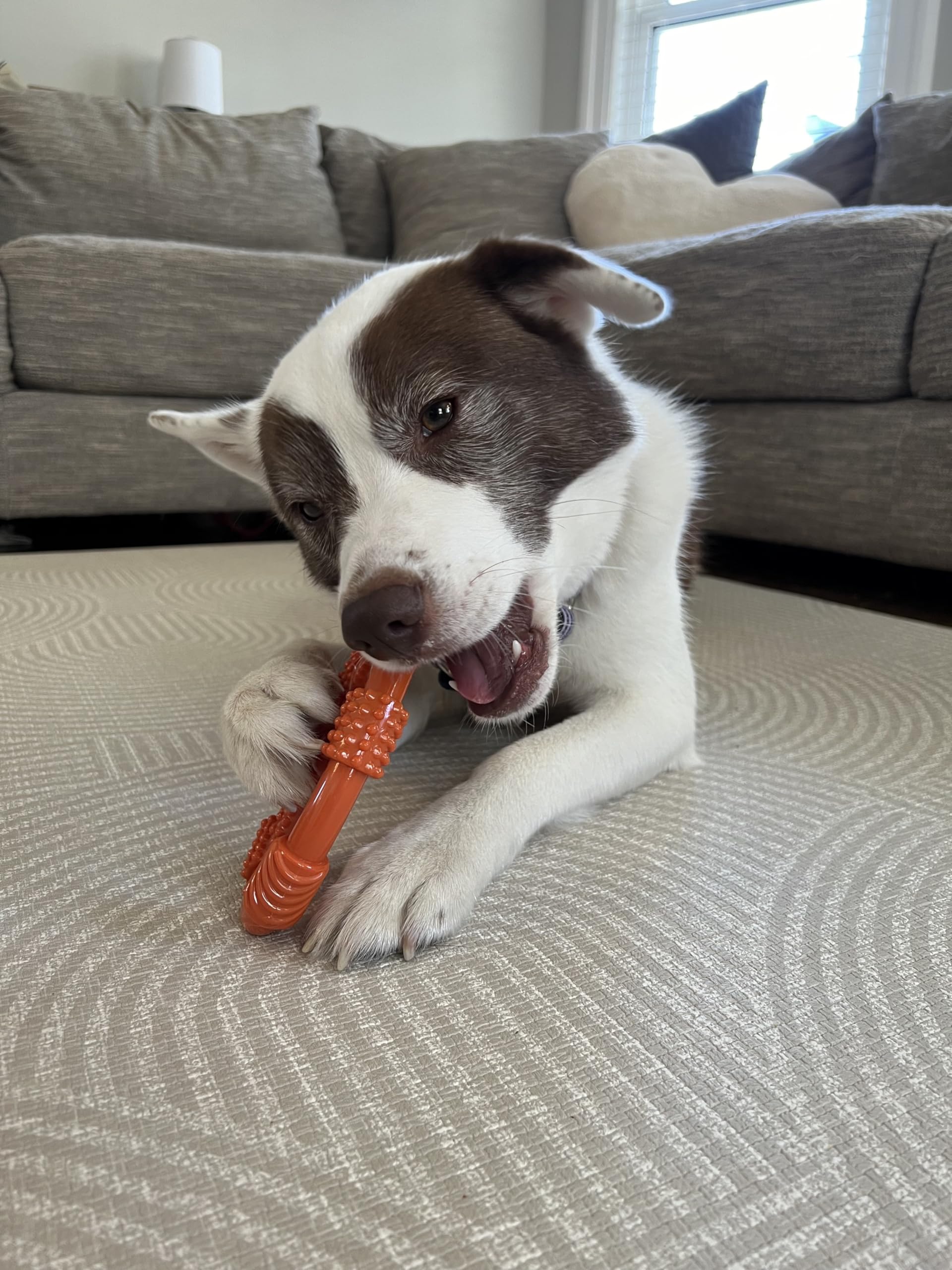Nylabone Flexi-Kauspielzeug für Hunde, ovaler Ring, flexibles Hundespielzeug für moderates und sanftes Kauen, Huhngeschmack, mittelgroß – bis zu 15,9 kg, 1 Stück