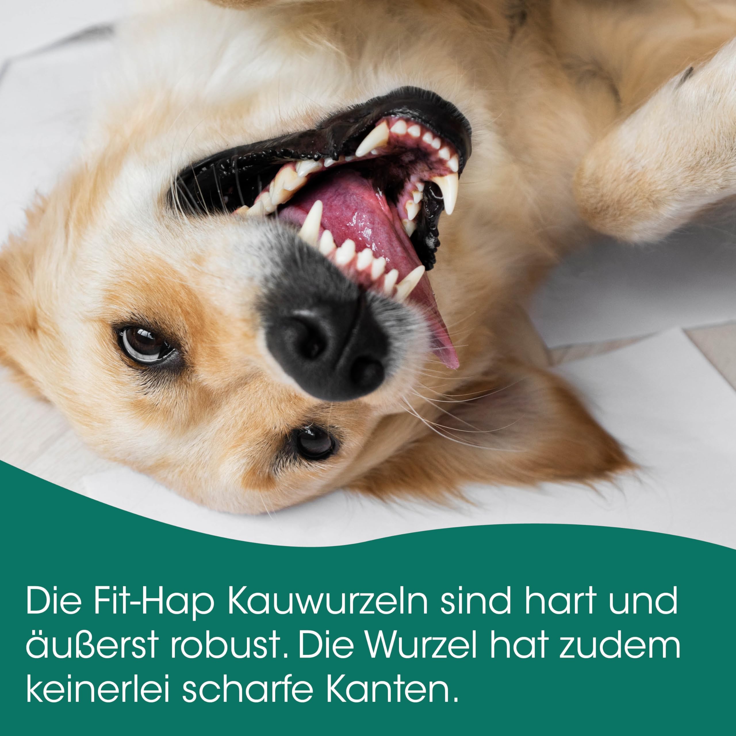 cdVet Naturprodukte Kauwurzel L 5er Pack - Natürlicher Kauspaß für Hunde - Zahnpflege - Ohne Fett und Allergene - Nachhaltiges Hundespielzeug
