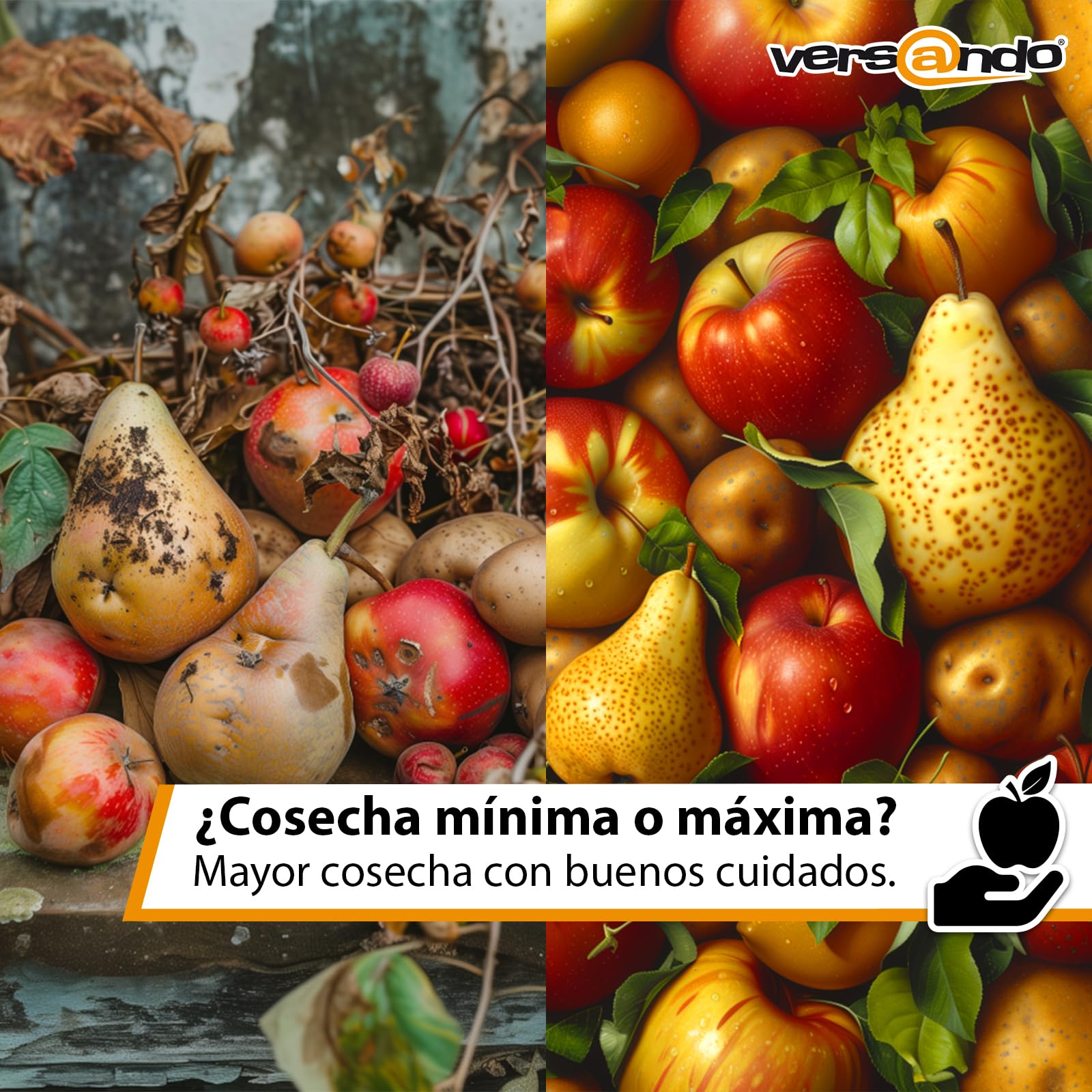versando 10kg abono azul hasta 150m²: abono NPK para frutas, verduras y | plantas fuertes con efecto a largo plazo