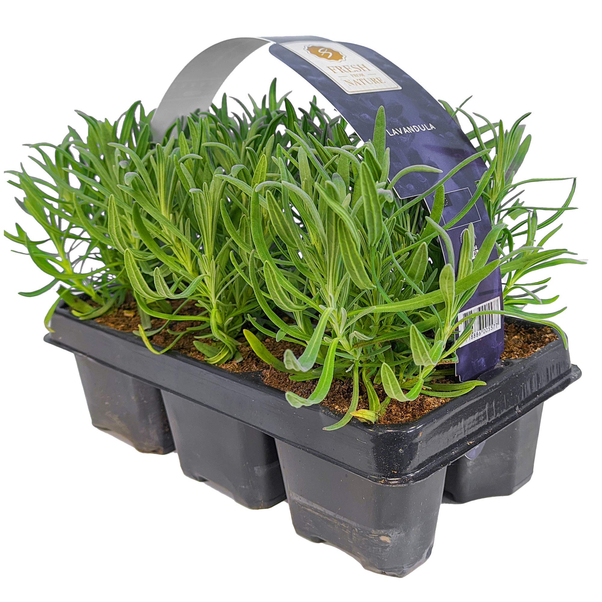 GardenersDream 6x Lavendel Pflanze Winterhart - Lavandula Angustifolia Set  - Duftende Balkonpflanzen - Gartenpflanzen Paket fr Beet & Kbel :  Amazon.de: Garten