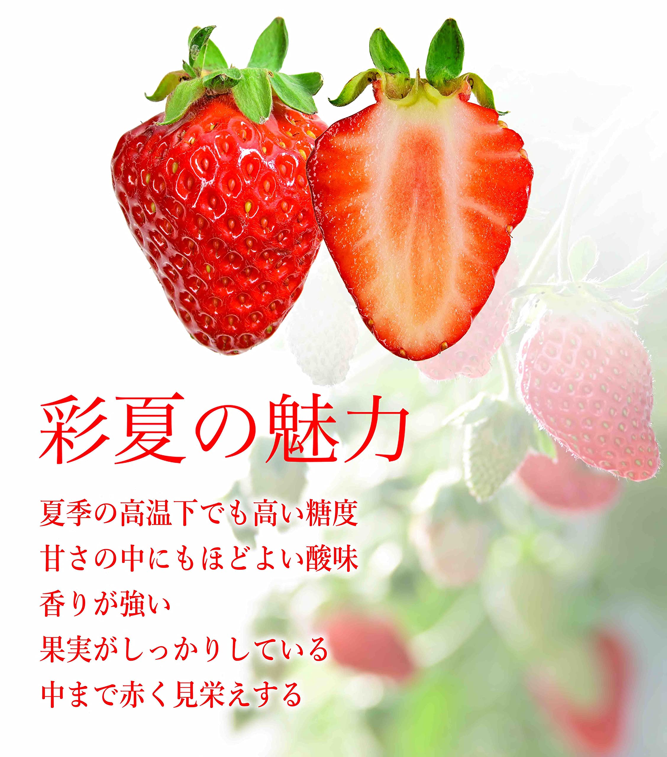 Amazon.co.jp: 夏の常識を超えた甘さ 最高級 夏いちご 「彩夏 あやか