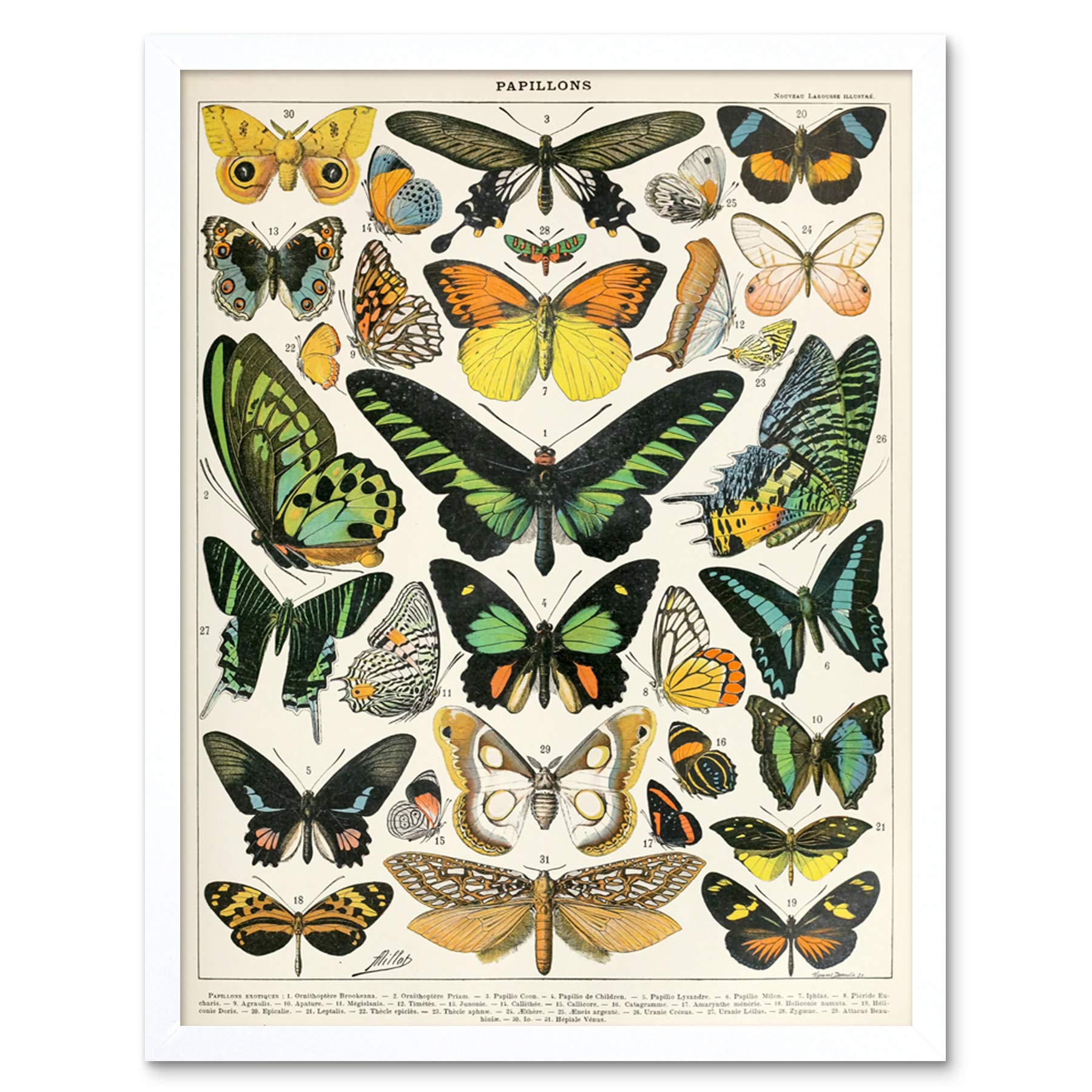 Artery8 Millot Encyclopedia Page Moths Butterflies Art Print Framed Poster Wall Decor 12x16 inch