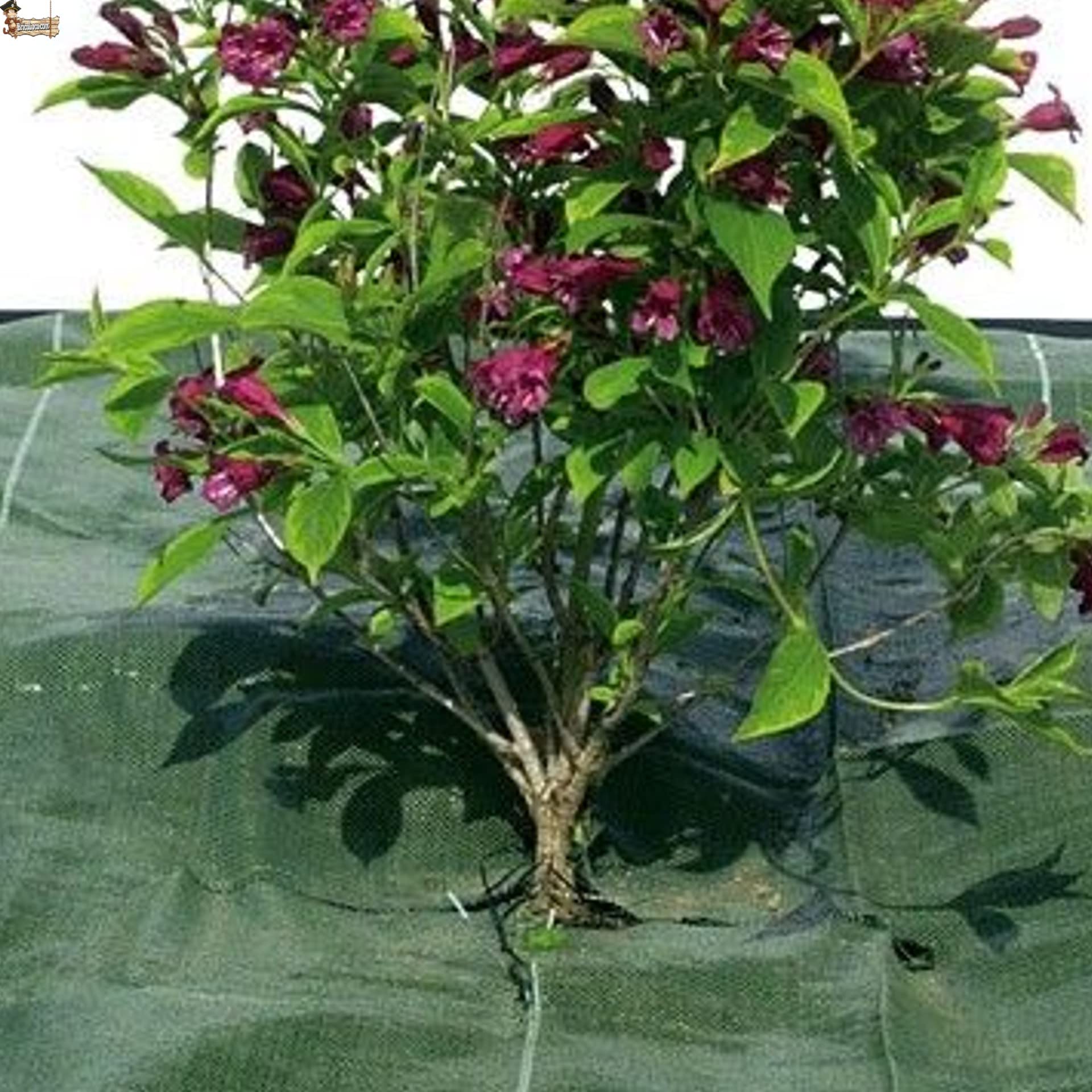 BricoLoco.com Manta Malla antihierba Verde para Agricultura, jardín, huerto,Camping, césped Artificial. 105 grs./m2. Tela en Rafia de Polipropileno 100%. (50, 1)
