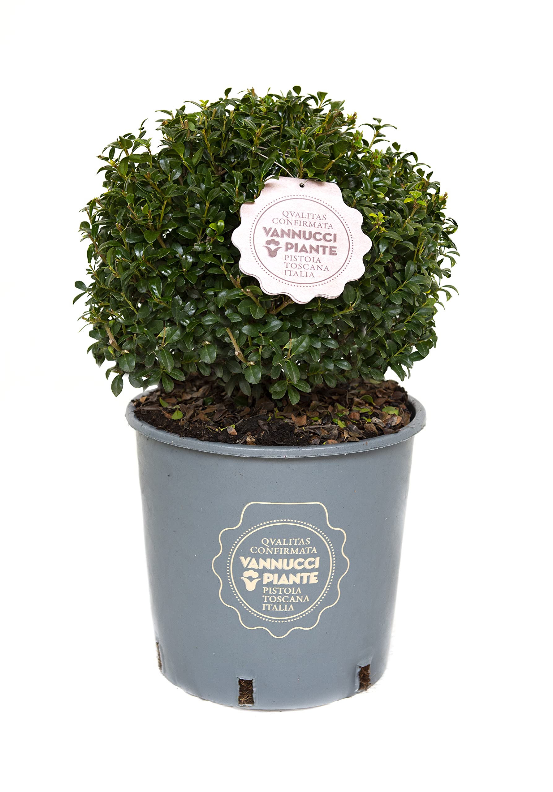 Vannucci Piante - Ilex crenata 'LUXUS ®Globe', Agrifoglio, Pianta vera in vaso, Pianta da esterno