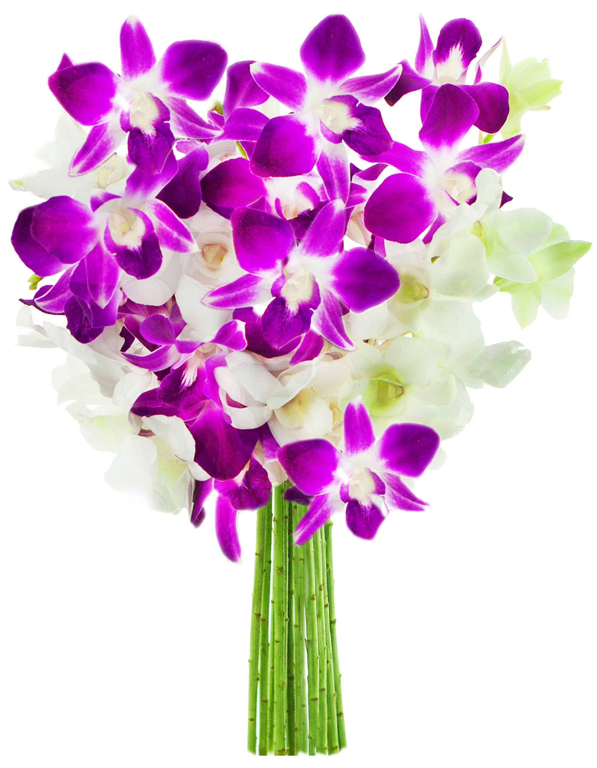 KaBloom PRIME NEXT DAY DELIVERY - Fall Collection - Exotic Opal Orchid Bouquet of Purple and White Orchids from Thailand|Gift for Birthday, Thank You, Valentine, Mother’s Day Fresh Flowers