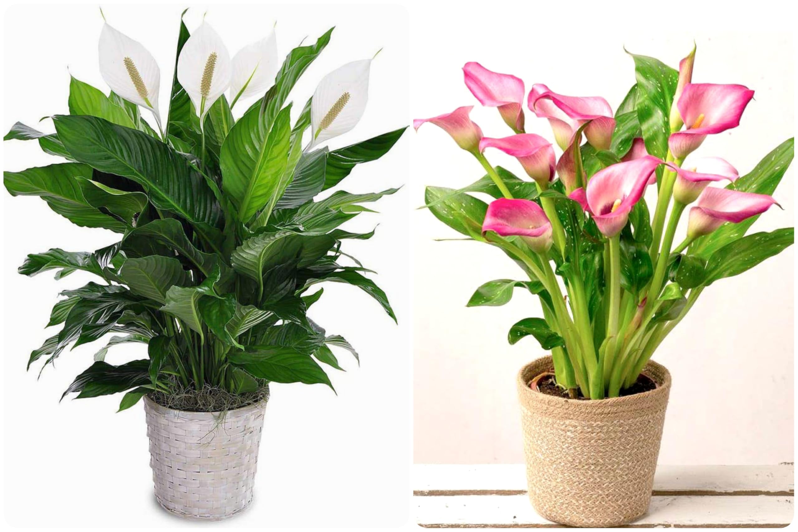 Treeinkle Peace Lily Flower Live Plant Pink And White Colour Combo | Beautiful Indoor Outdoor Oxygen Supplier Good Luck Spathiphyllum Plant with Round Plastic Pot for Living Room Office and Bedroom (B0CQWPQJRD) Amazon Price History, Amazon Price Tracker