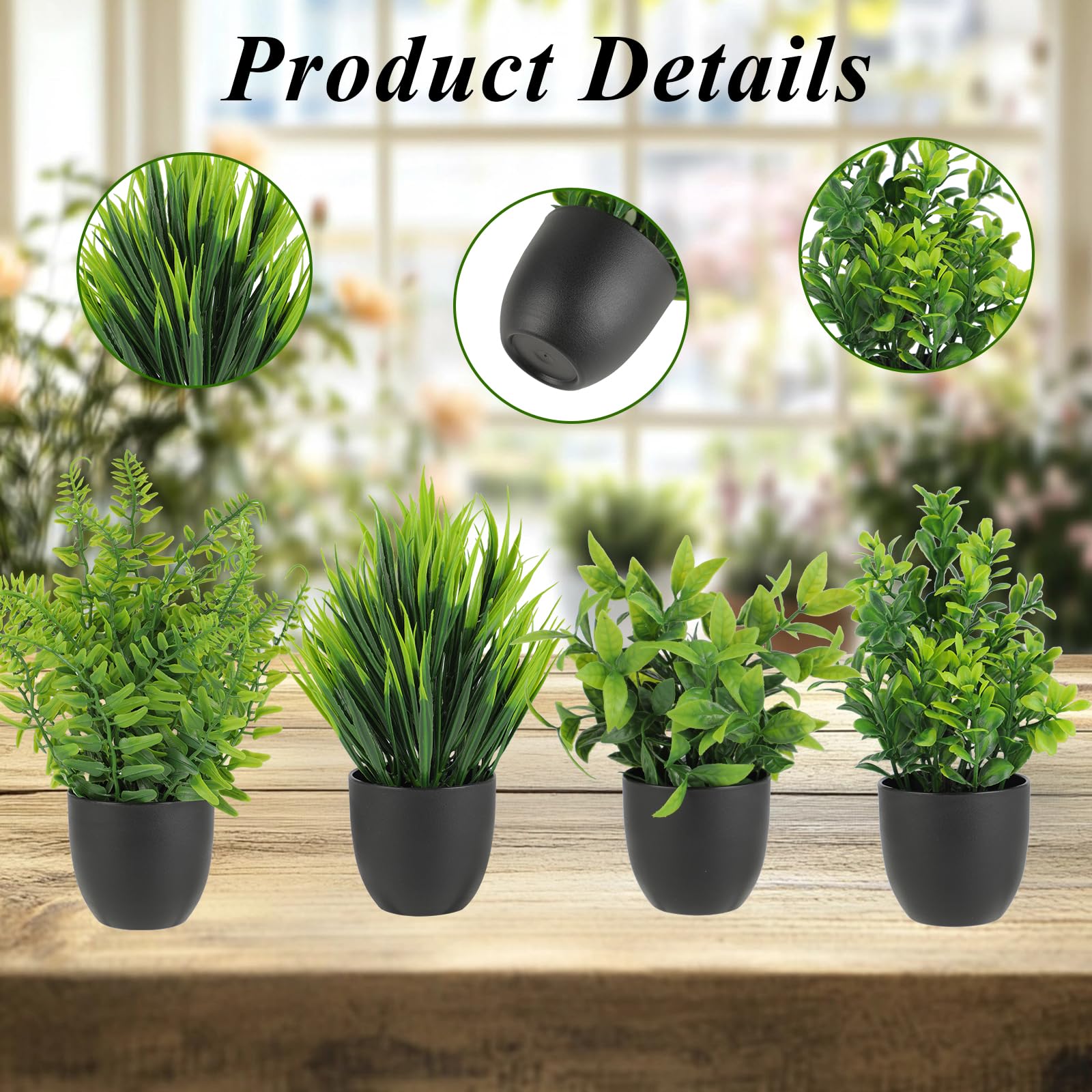 espèces de plante succulente Collection de 3 succulentes pour intérieur facile main image 1