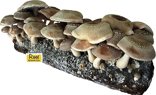 Miniatura 7 de Root Mushroom Farm - -Kit de cultivo de hongos ostra King