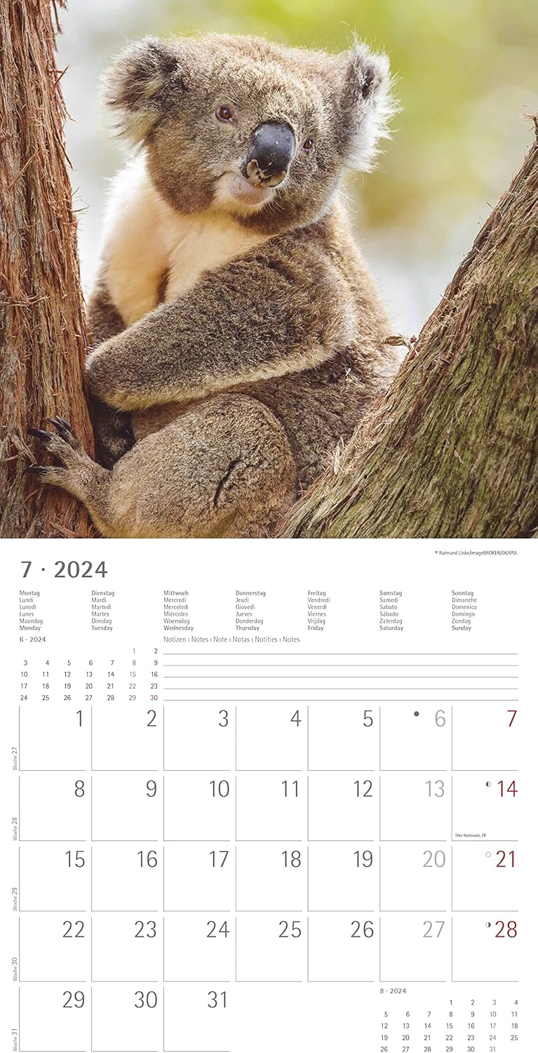 Koalas 2024 Brochure Calendar 30 x 30 cm (30 x 60 Open) - Calendar with Space for Notes - Koala Bears - Picture Calendar - Wall Planner - Bear Calendar