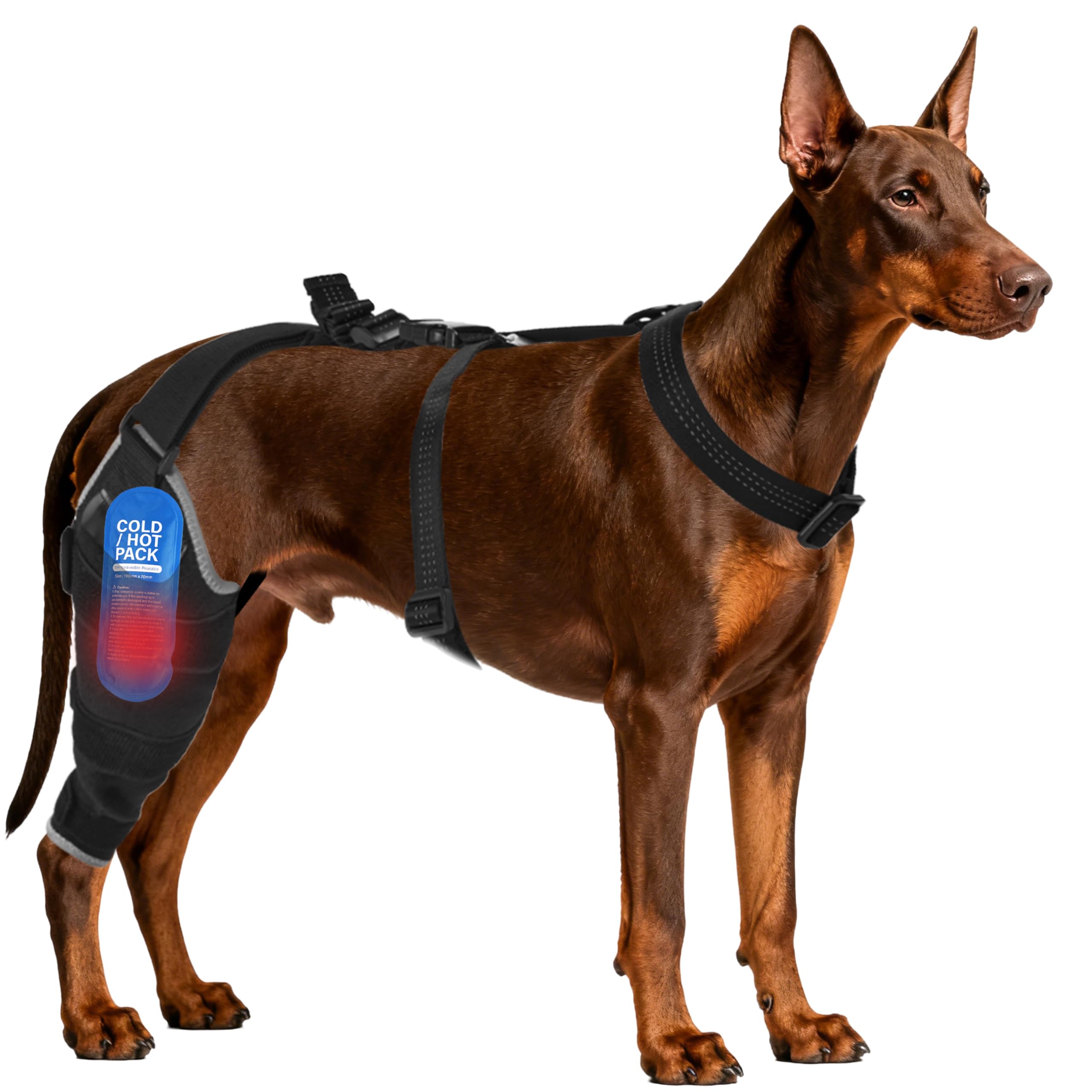 Moysoon Dog Knee Brace for Back Leg - Adjustable Breathable Canine Leg Wrap with Hot & Cold Gel Packs - Supports Large & Medium Dogs with Arthritis, Hip Dysplasia, ACL Injuries, Right Hind Leg (XL)
