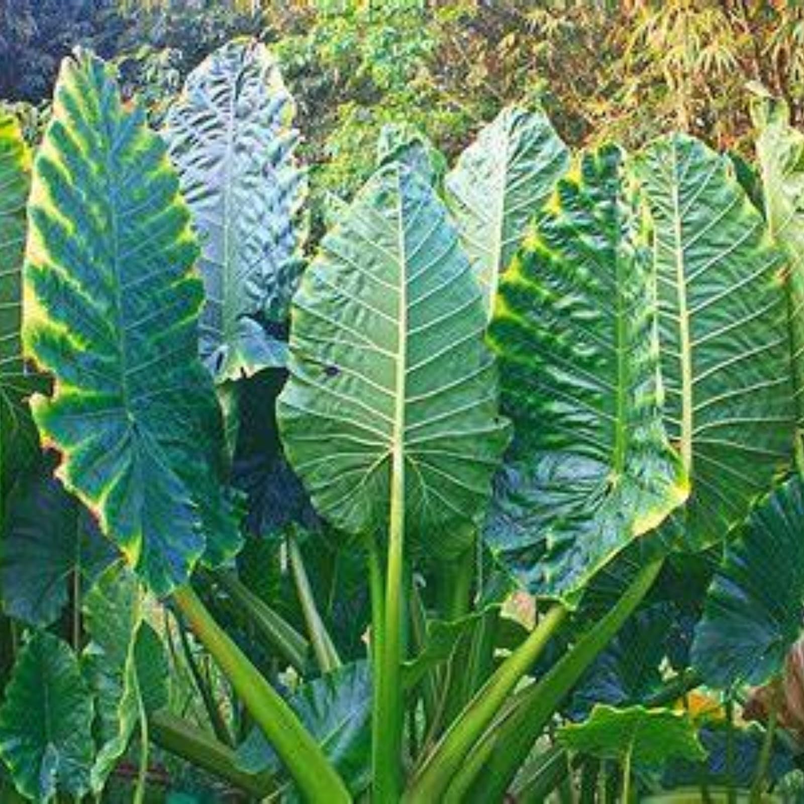 Elephant Ears for Planting UK Hardy Perennial Excellent Display Indoor and Outdoor Perennial Strong Plants That Grow Well Greening -3Bulbs-greenB
