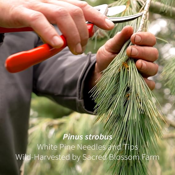 White Pine Needle Tea, Wild-Harvested in Wisconsin | 6.0 oz | 85 Servings | Loose Leaf Herbal Tea | Pesticide Free | All Natural | Single Source | Pinus strobus