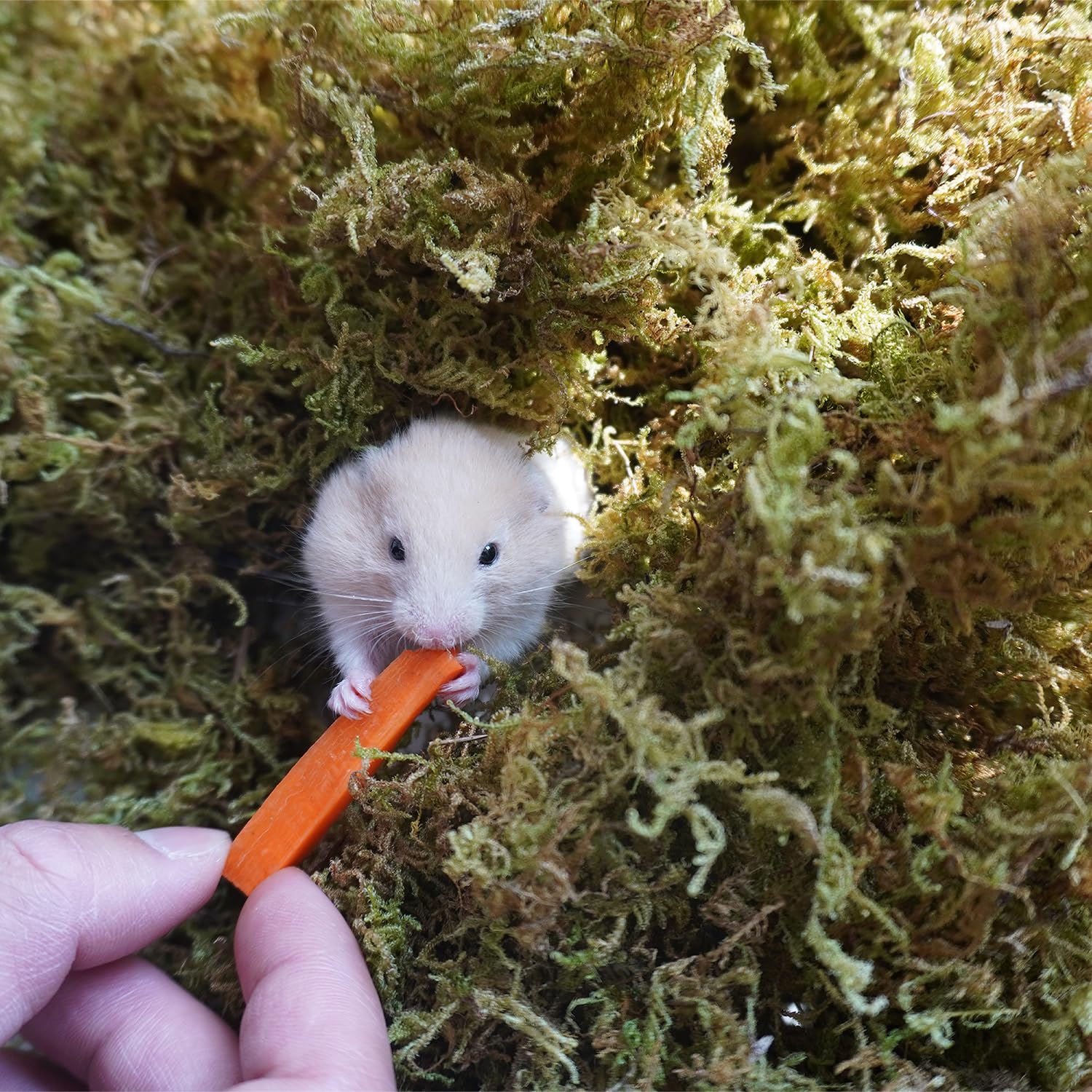 Begeterday 150g Hamster Moss for Hamsters Bedding Small Animal Habitat Decoration, Good for Hamster Cages Accessories - Image 3