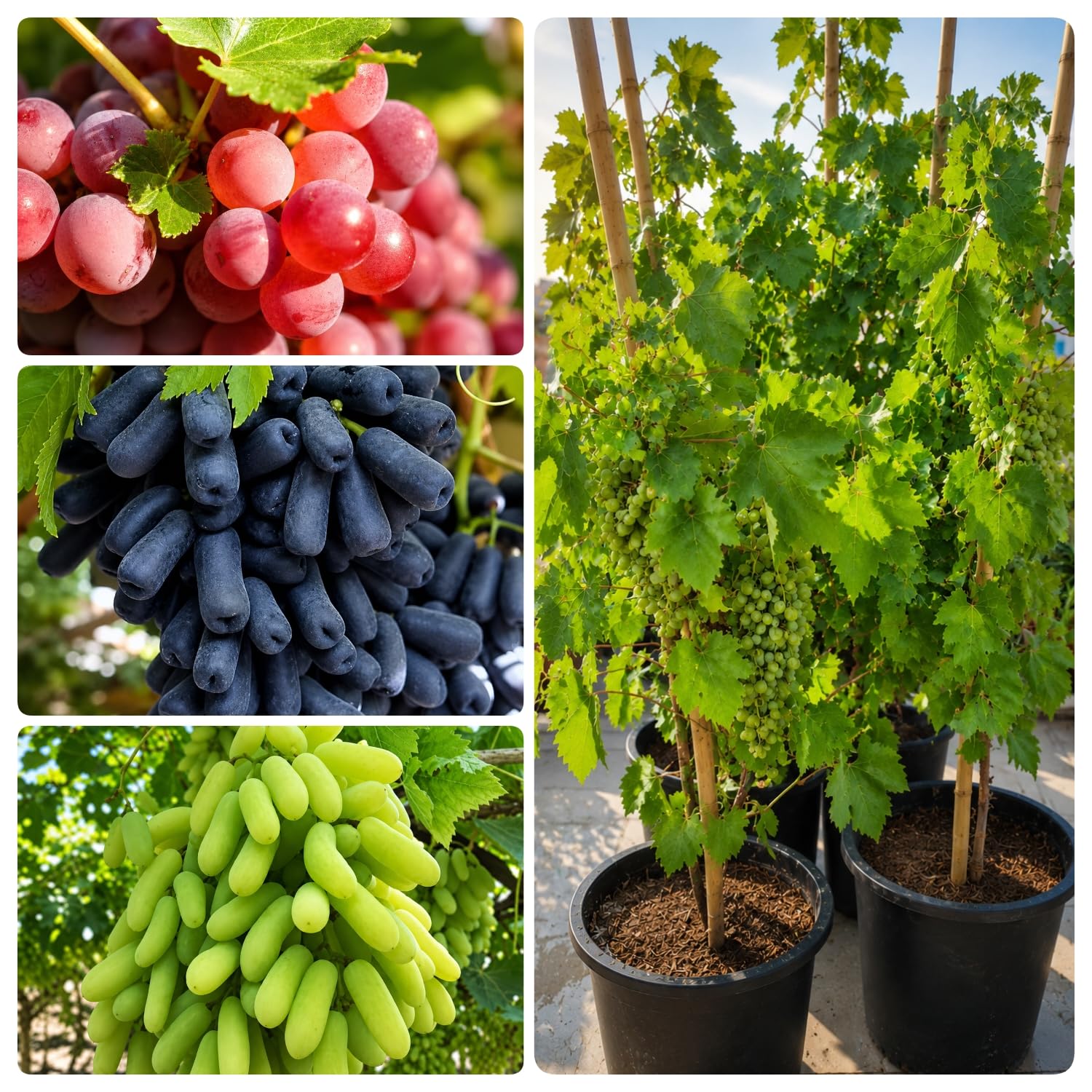 Premium 3-Pack Grape Vines Collection | Red Flame Seedless, Sweet Sapphire Black Seedless & Sonaka Seedless Live Grape Plants Combo Pack of 3 | Primium Fruit Vine Plants for Home Garden.-picture-28