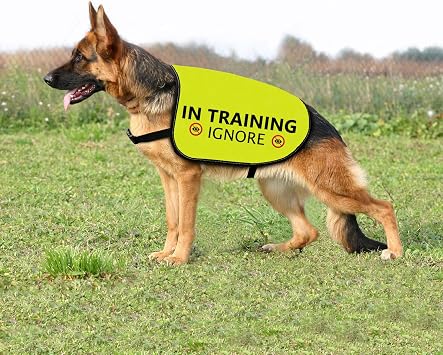 Training Ignore Dog Jacket - Slogan Warning Vest (Small)