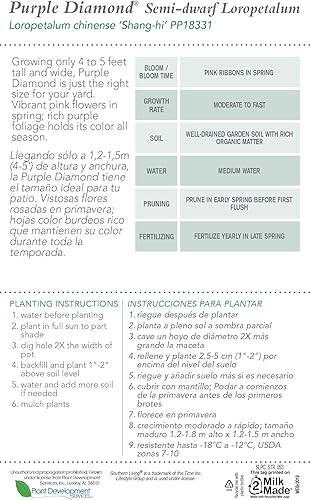 Miniatura 7 de Purple Diamond Loropetalum (3 galones) Arbusto de hoja perenne con follaje morado y flores rosadas  Planta viva para exteriores de pleno sol a