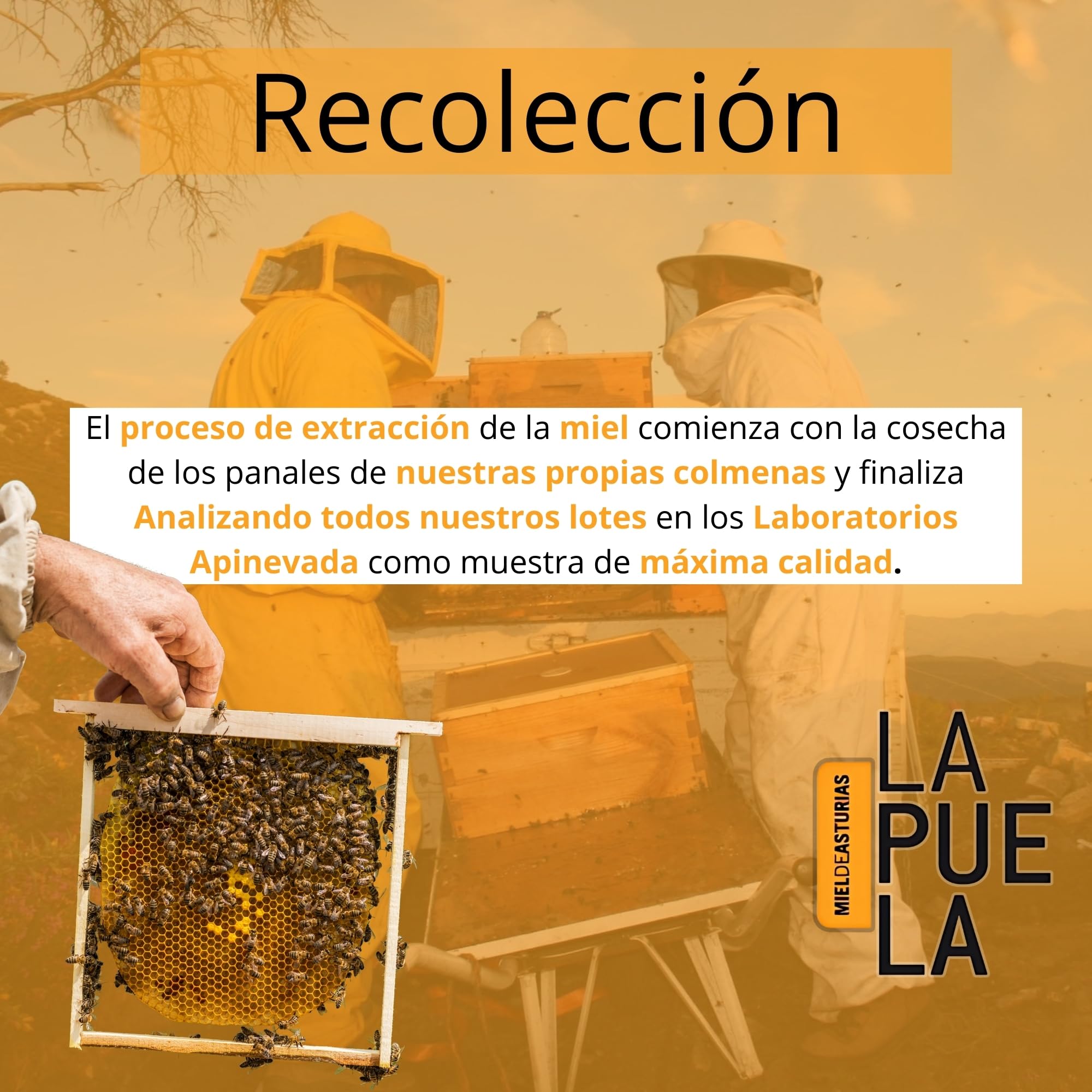 LAPUELA Pack Miel 100% Natural – Sabores Únicos con Beneficios Saludables – Miel Pura Cruda y Artesanal – Producción Tradicional Asturias (2460, Eucalipto/Roble/Brezo/Bosque/Castaño/Madroño)