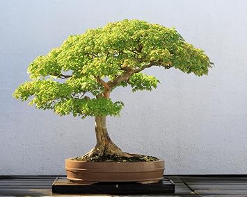 Japanese Maple Seeds – Acer palmatum – Bonsai Tree Seeds – Ornamental Red Leaf Tree – Garden & Indoor Growing – OliSeeds (20 Seeds)