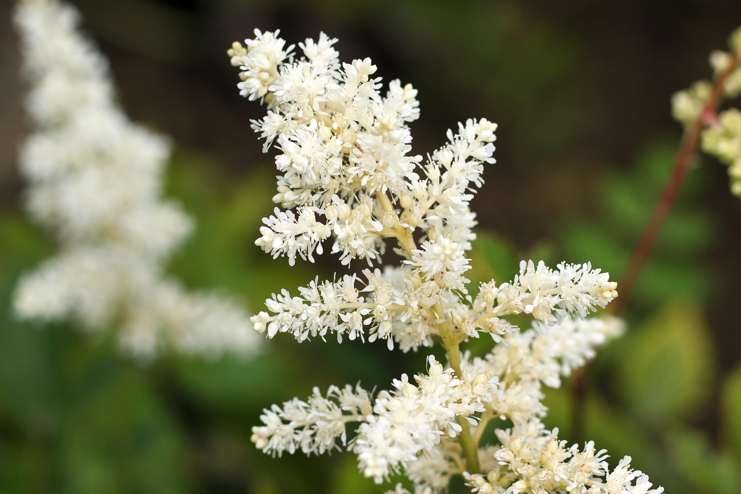Stauden Gänge 10 x Astilbe arendsii 'Deutschland' Prachtspiere winterhart | Prachtspiere / Astilbe – winterharte Schattenstaude mit Blütenrispen, mehrjährig, bienenfreundlich, 9x9 cm Topf