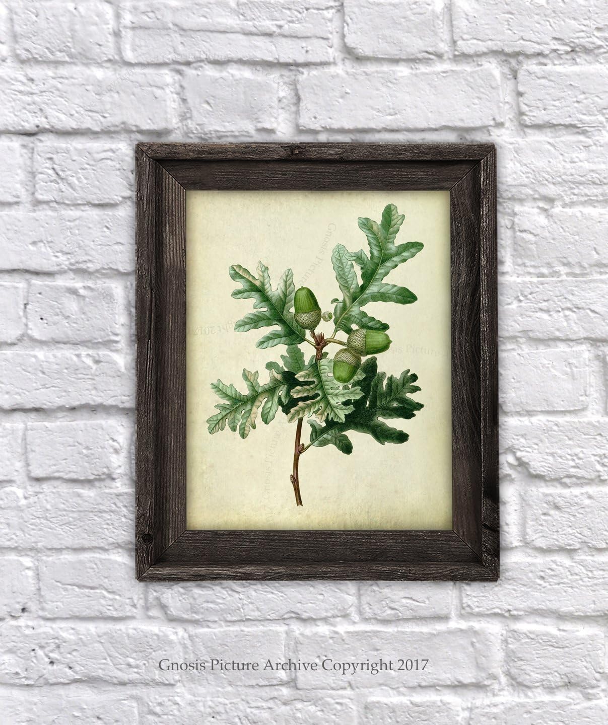Gnosis Picture Archive Botanical Prints Vintage Farmhouse Decor Set of 12 Unframed Oak Leaf Art Prints, Living Room Wall Art Oak_Leave_Vintage12A