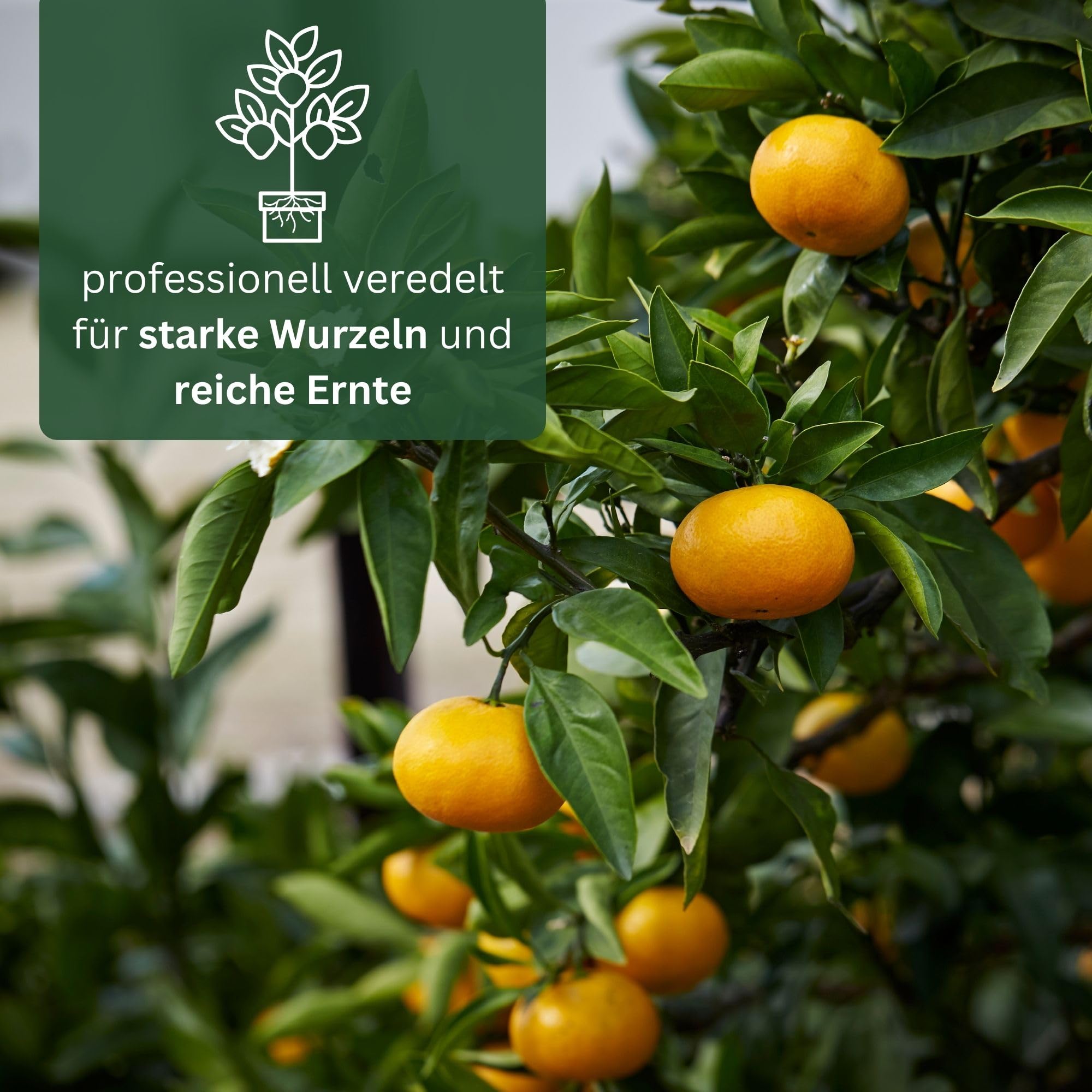 Meine Orangerie Mandarinenbaum Mezzo - echte Citrus Pflanze - 80 bis 100 cm - veredelter Mandarinen Baum im 8 Liter Topf - Citrus Reticulata - Fruchtreife Mandarinen Pflanze in Gärtnerqualität